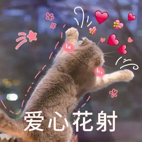 流浪猫救助人类弃婴,用身体温暖孩子3小时,全网哭成傻狍子