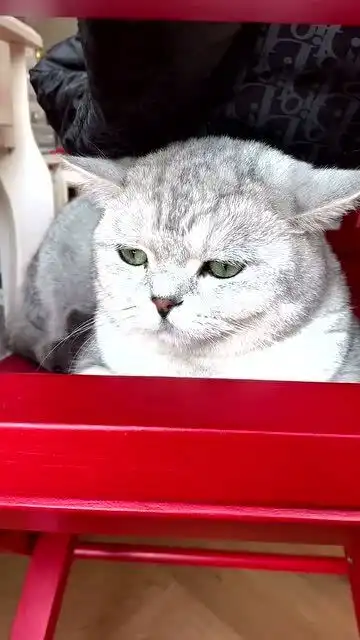 小猫咪也会觉得委屈,这表情也太可爱了