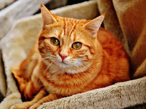 猫界选美大赛,邀你做评委,选出你心目中的no1