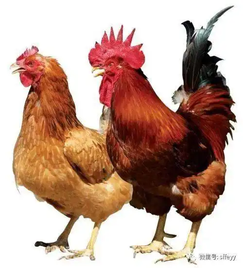 月子餐12问带您科学坐月子