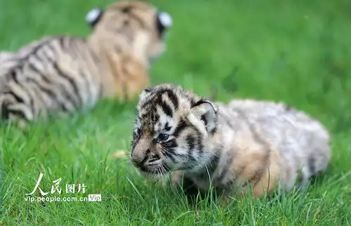 江苏扬州三胞胎小老虎满月与游客见面