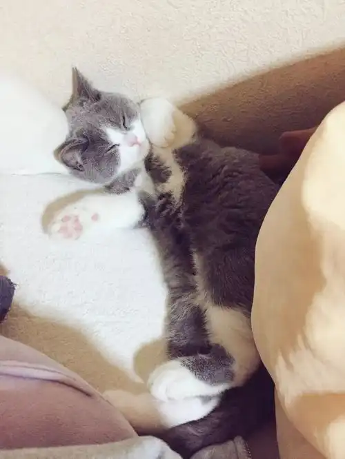 日本小哥养了一只仙女小猫咪,这生气的小表情让人想宠溺啊可爱到爆炸