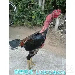 西佤族自治县斗鸡苗多少钱一只-黄页88网