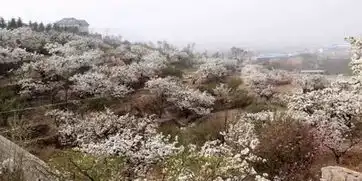 再过一个月,济南就会美的让人窒息