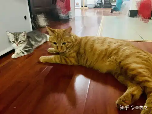 有一只很可爱的橘猫是什么体验