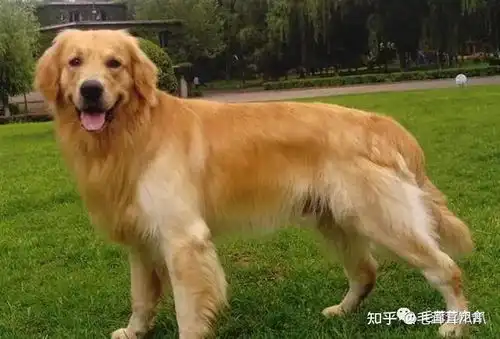 金艺贞表情包金毛