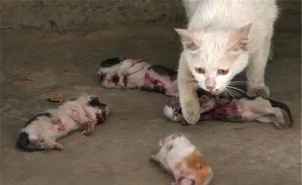 小猫被残忍虐死在猫妈妈面前,她的悲痛欲绝表情撕裂大家的心