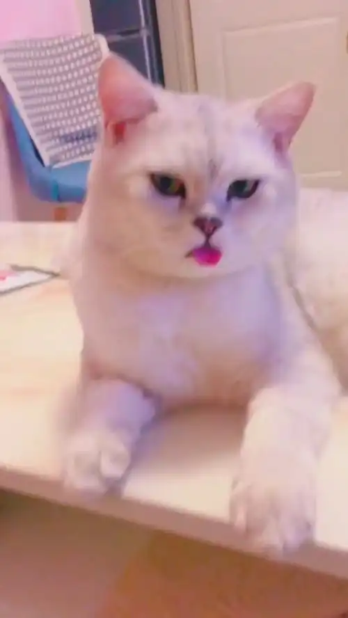小猫咪卖萌,让主人给它小鱼干吃