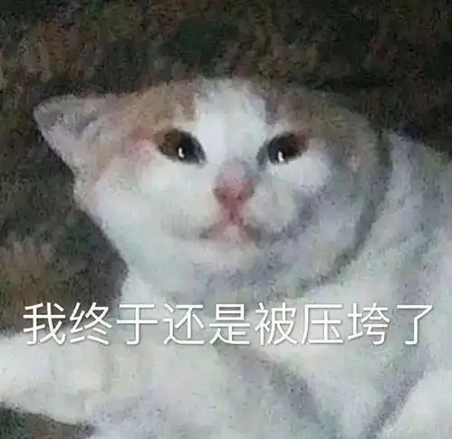 猫咪陪睡招工丨111期喵表情