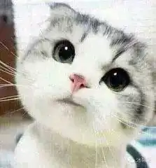 鬼畜猫咪表情包,看完之后整个人都丧了