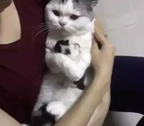 小猫卖萌表情包委屈猫