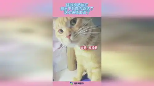 猫咪突然被打,感觉下秒就会说话了,这小表情太逗了