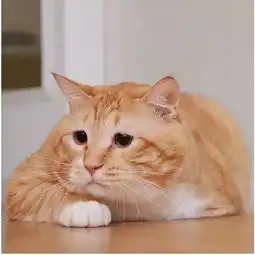 萌宠网红日本这只胖丧橘猫,别是只猪变的吧