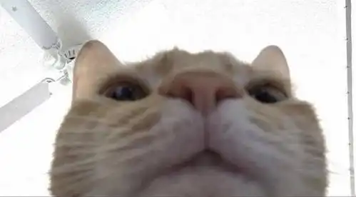 请交出你相册中的脸紧贴摄像头的小猫表情包