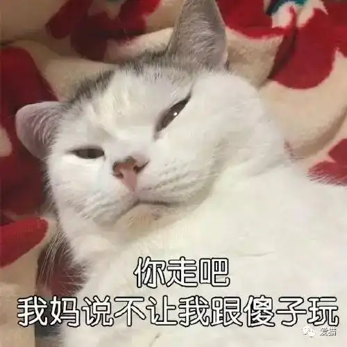 正经科普猫果,哺乳纲乔木,营养价值高,有奇效