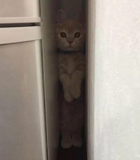 日本一只叫miru的曼基康猫,凭借超高的卖萌力,俘获了一波迷弟迷妹表情