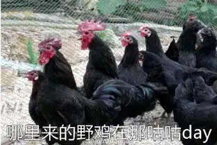 一只鸡的表情包鸡年