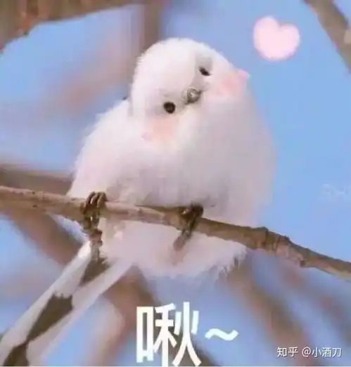 为什么一个男生总是爱发小猫的表情包