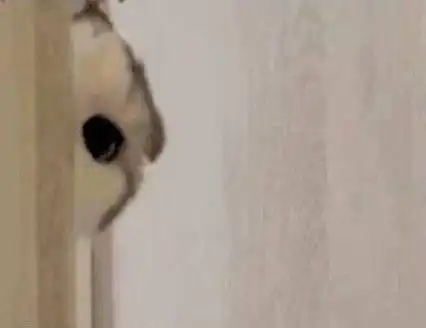 喵喵喵喵喵可爱猫猫表情包