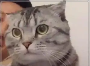 猫咪正在开心的舔着毛,主人突然啊了一声,猫咪的表情太逗了