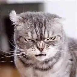 社会猫表情包抖音上特别拽的猫