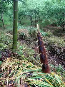 从化溪头村的春天花开果结竹笋冒