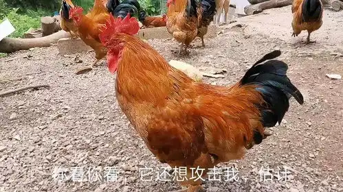 肥罗去豪猪老板家捉公鸡,没想到20多只公鸡,竟有一只会啄人