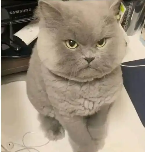 超凶小猫走红网络,猫快把小鱼干都给我拿出来