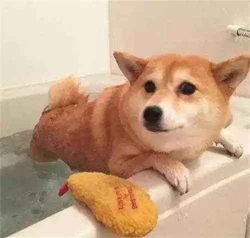 养宠知识柴犬毛色发白怎么办,柴犬吃什么可以加深毛色