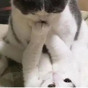 大猫向小猫强行索吻,结果却被紧紧捂住嘴,之后俩猫表情成了亮点