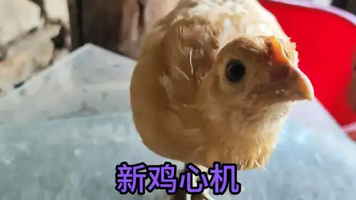 心机小母鸡一只