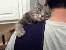 七夕如何跟猫秀恩爱