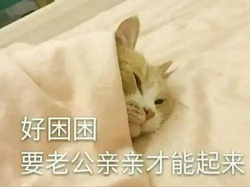 撩男朋友的猫咪表情包30张