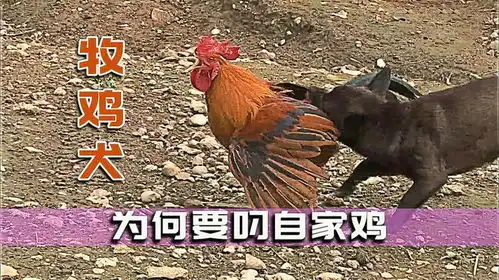 作为一只牧鸡犬,为何每天暴揍自家公鸡主人一番话让人哭笑不得