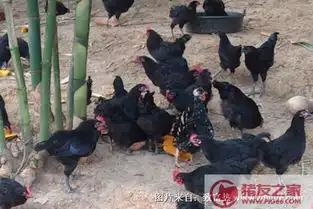 绿壳蛋鸡多少钱一斤