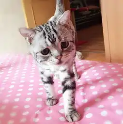 忧伤眼神惹人怜爱世界最可怜猫走红
