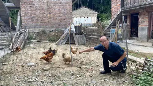 把一只巨大蜈蚣放到鸡群中,场面非常激烈,看看谁才是最后的王者