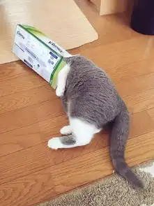 日本小哥养了一只仙女小猫咪,这生气的小表情让人想宠溺啊