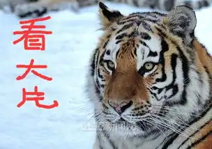 作为东北银儿你一定要有这套表情包丨萌虎已上线,包揽你一天的喜怒哀乐