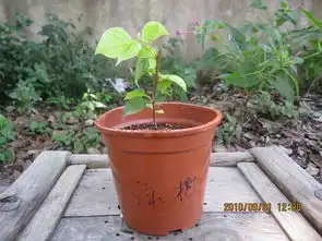 收到花老的三苗,一路顺风报平安藏花阁家庭园艺论坛powereddiscuz
