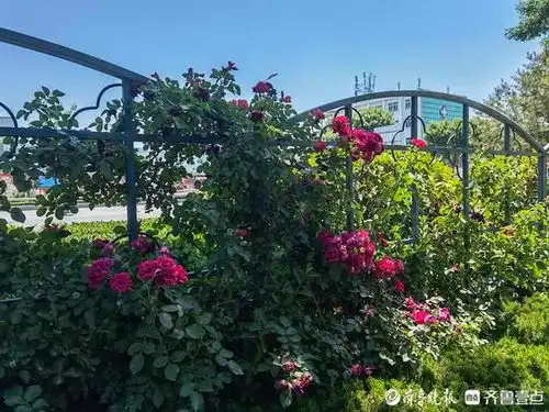 网红花海一波接一波济南街景园林承包市民四季的浪漫