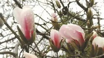湖滨公园的玉兰花苏醒了