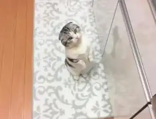 小猫咪卖萌要罐头,被主人拒绝后立马换脸晚上在你脸上蹭屁屁