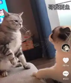 在抖音,如何捧红一只猫