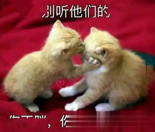 猫长大后就像换了只猫,不得不让人吐槽一下