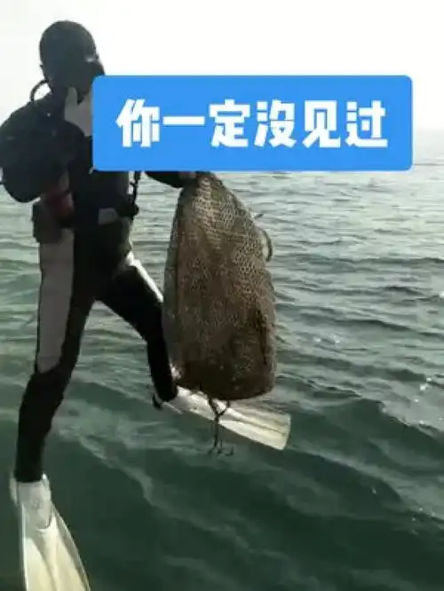潜水不易,刷到可不可以留下你的小心心呢全国包邮海洋生物潜水户外海鲜