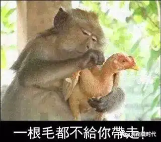 没有一只鸡能活着离开海南