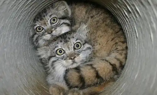 世界上最危险的猫咪,500万年都没进化,光看外表就很凶猛