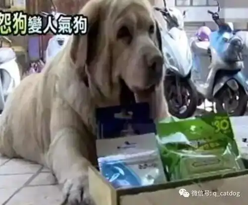 13岁狗狗路边摆摊卖口香糖,表情哀怨的模样讨人怜爱
