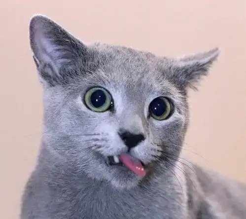靠眼神就能撩妹无数这只自带贵族气息的猫中绅士